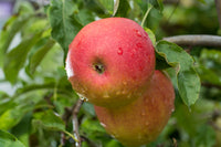 Seasonal Apples - Single